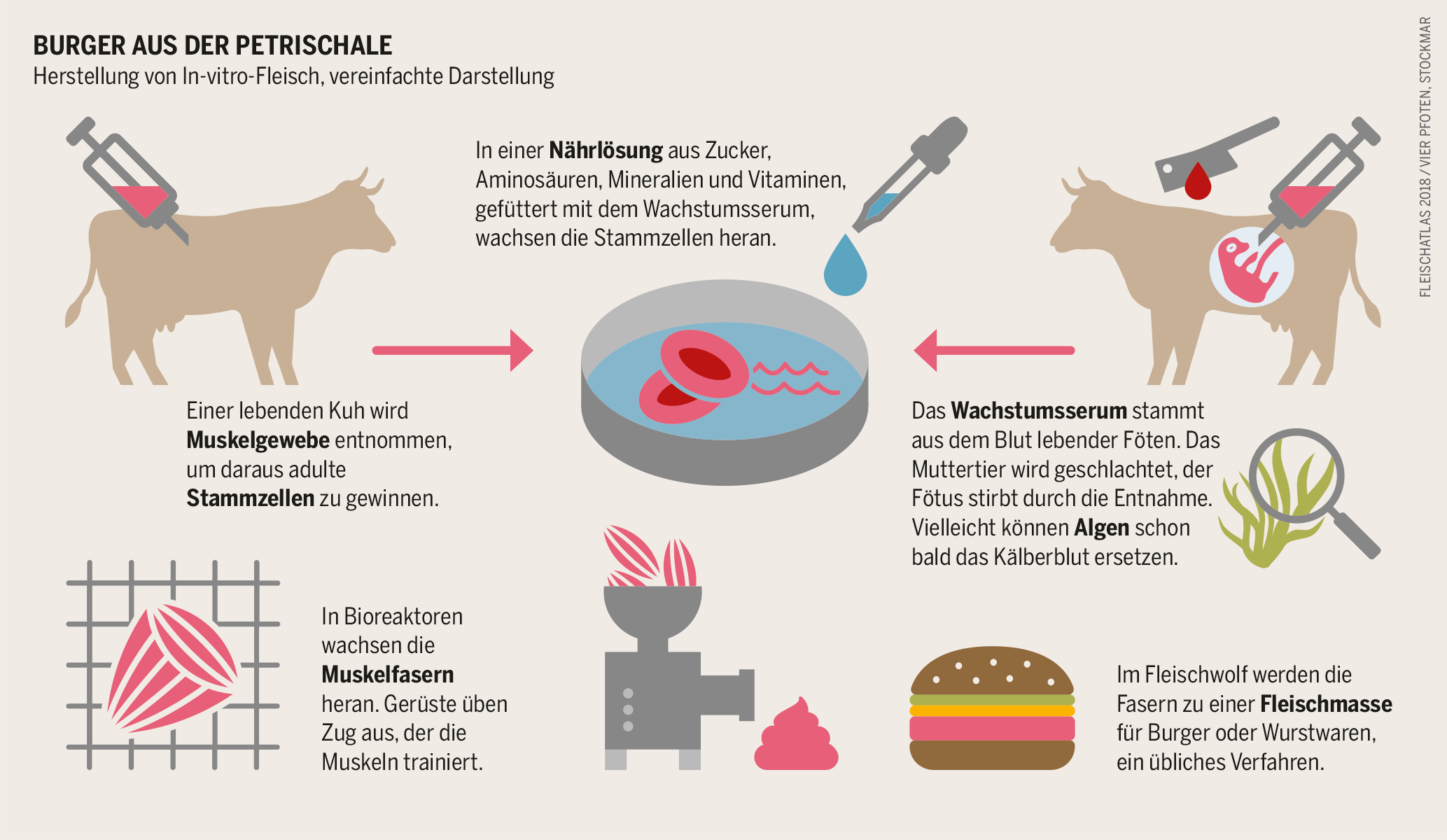 Die Grafik zeigt Schritte bei der Herstellung von In-vitro-Fleisch