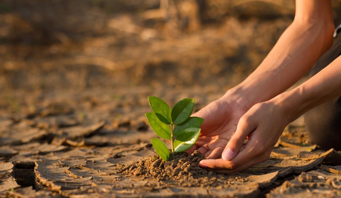 Mensch hält Jungpflanze in den Händen