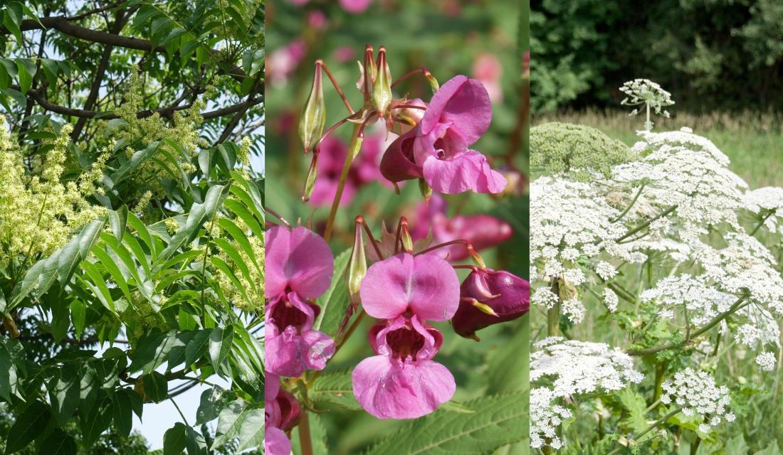 Invasive Pflanzenarten DL