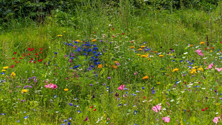 Wildblumenweise