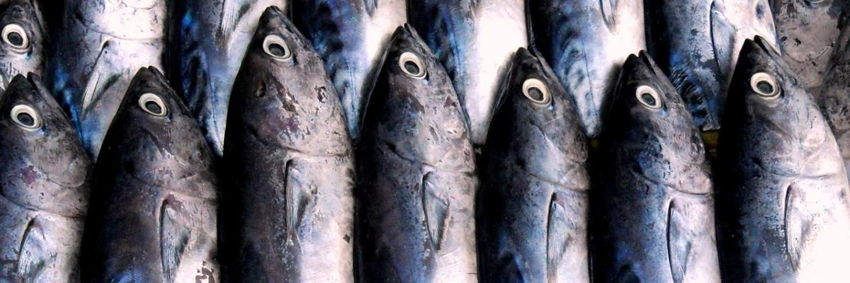mehrere Thunfische liegen nebeneinander