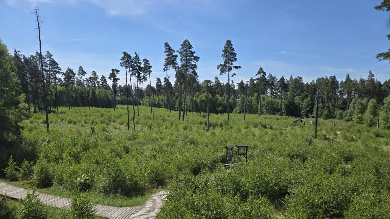 Unterwegs im Moor