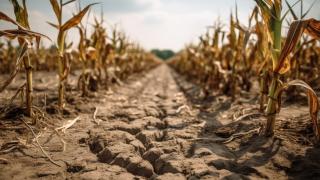 Ausgetrocknetes Maisfeld